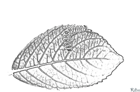 දළඹුවන් මුද්‍රණය කළ හැකි වර්ණ පිටු